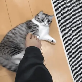 VideoKomaru2 @komarueveryday telegram stickers