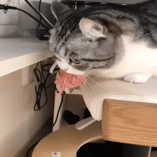 VideoKomaru2 @komarueveryday telegram stickers