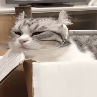 🎧 1f1faf50 gato, caixa, fofo, gatinho, adorável whatsapp sticker