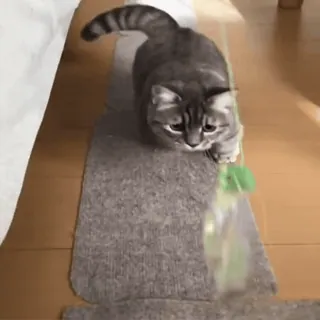 😡 2bc00e70 gato, gatinho, animal de estimação, animal, brincalhão whatsapp sticker