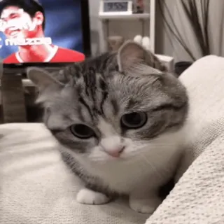 😳 349f05c9 gato, fofo, animal de estimação, animal, olhos whatsapp sticker