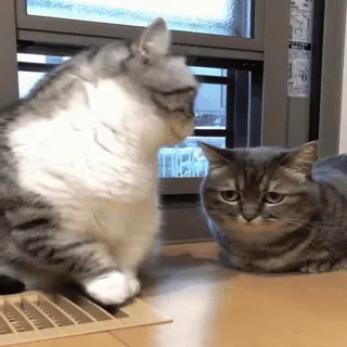 💋 5a9471b1 gatos, fofos, animais, animais de estimação, doméstico whatsapp sticker