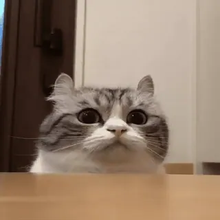 🛸 6653a765 gato, fofo, animal, animal de estimação, olhos, mesa whatsapp sticker