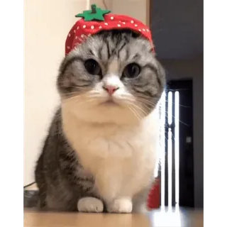 🍓 6a359c84 gato, gatinho, morango, chapéu, fofo, animal whatsapp sticker