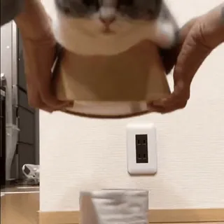 🔽 6dee868d gato, animal de estimação, animal, caixa de papelão, caixa, brincalhão whatsapp sticker