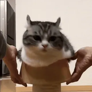 ⬆️ 98525b22 gato, animal, fofo, animal de estimação, engraçado, meme whatsapp sticker