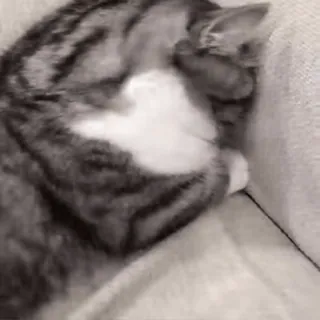 😦 ab7b8f3d gato, animal, animal de estimação, sofá, doméstico whatsapp sticker