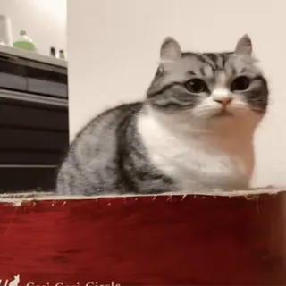 👊 b28899b4 gato, animal, animal de estimação, fofo, doméstico whatsapp sticker