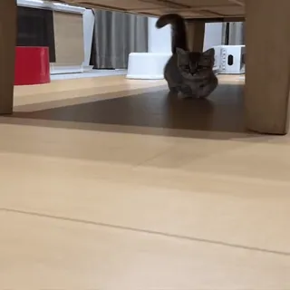 🚶 bfb88a4e gato, gatinho, animal de estimação, animal, fofo, doméstico whatsapp sticker