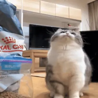 🤚 c4d47cf4 gato, animal, animal de estimação, Royal Canin, fofo whatsapp sticker