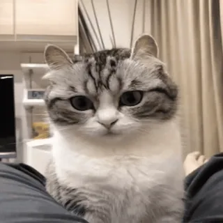 😳 c9bbca77 gato, fofo, animal de estimação, animal, doméstico whatsapp sticker