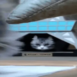 😱 cf6d4a96 Actual Size gato, miniatura, animal de estimação, pequeno, minúsculo, engraçado whatsapp sticker