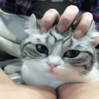 😌 d7d4fa6a gato, animal de estimação, fofo, animal whatsapp sticker