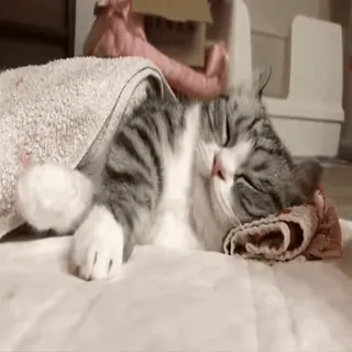 🛌 eeb1981b gato, dormindo, fofo, animal de estimação, animal whatsapp sticker