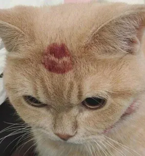 👄 07c80bb6 Katze, Kussabdruck, Tier, Hauskatze, Haustier, süß, Kuss telegram sticker