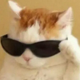 😎 2556f58f Katze, Sonnenbrille, cool, Haustier, Tier, süß, Meme telegram sticker