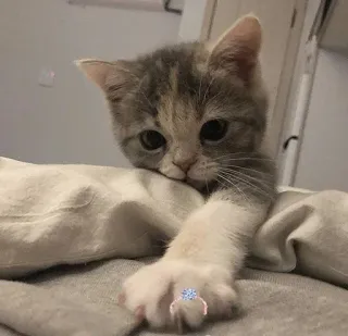 😽 4b450d02 Katze, Kätzchen, Ring, süß, Tier, Haustier telegram sticker