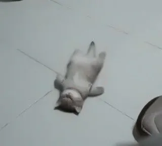 😿 5af7df54 Katze, Tier, Haustier, süß, lustig, spielen telegram sticker