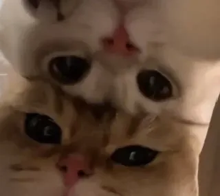 👀 5c0464f0 Katzen, Tiere, süß, Haustiere, Haustiere telegram sticker