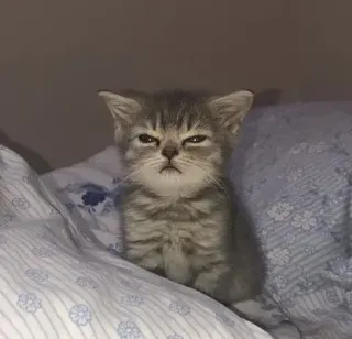 🐱 621894a8 Katze, Kätzchen, Tier, Haustier, süß, schläfrig, häuslich, Bett telegram sticker