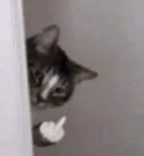 🖕 6ef724f6 Katze, Stinkefinger, beleidigende Geste, Tier, unhöflich, Stinkefinger zeigen telegram sticker