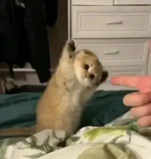 🤗 8b3ec478 kätzchen, katze, süß, tier, haustier, lustig, verspielt telegram sticker