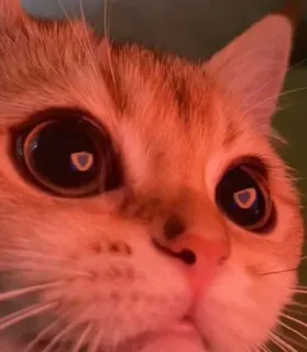 😸 ac238355 Katze, Tier, Haustier, Säugetier, Hauskatze, Nahaufnahme, Auge, Orange Katze telegram sticker