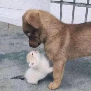 🐈 cede85c7 Hund, Welpe, Katze, Kätzchen, Tiere, Freundschaft, süß, Haustier telegram sticker