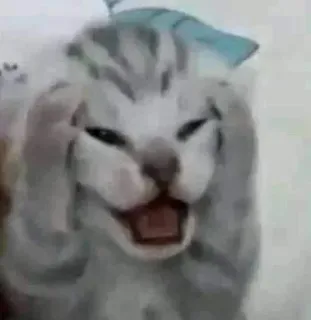 😱 e3c4f9f0 Katze, Meme, Lustig, Tier, Haustier, Süß, Ausdruck telegram sticker