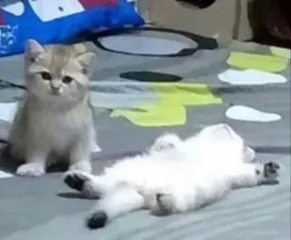 😸 f5d8e720 Katze, Kätzchen, Tier, Haustier, süß, Haustier telegram sticker