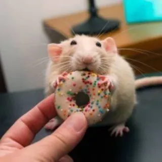 🐀 3ea743ca rato, donut, animal, fofo, comida whatsapp sticker