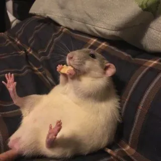 🐀 6c0a223c rato, comendo, queijo, animal, roedor, fofo whatsapp sticker
