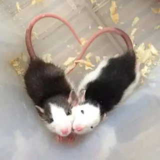 🐀 78e7a11b ratos, coração, amor, animais, fofo, afeição whatsapp sticker