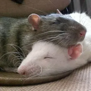 🐀 7b39c371 ratos, animais, dormindo, fofo, animais de estimação whatsapp sticker
