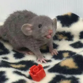 🐀 7e64e2b5 rato, animal, animal de estimação, roedor whatsapp sticker