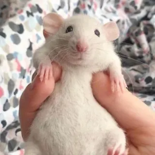 🐀 d95ce6bb rato, animal, branco, animal de estimação, fofo whatsapp sticker