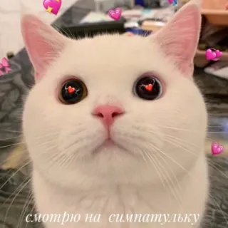 🐱 38dea931 смотрю на симпатульку gato, lindo, corazón, amor, animal whatsapp sticker