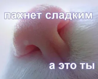 🐱 3de84947 пахнет сладким а это ты gato, nariz, dulce, animal, lindo, ruso, texto whatsapp sticker