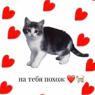 ❤️ 586c06d1 на тебя похож gato, gatito, corazones, lindo, adorable, animal whatsapp sticker