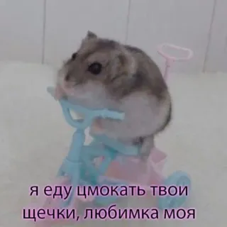 🐹 89a2feda я еду цмокать твои щечки, любимка моя hámster, mono, animal, mascota, roedor, gracioso, triciclo whatsapp sticker