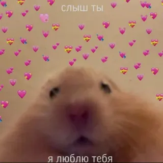 ♥️ 9be5c3f0 слыш ты
я люблю тебя hámster, amor, lindo, animal, corazón whatsapp sticker
