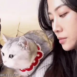 🥰 00f43709 @FIX_X_FOX kot, zwierzę domowe, zwierzę, kobieta, srebrny pręgowany telegram sticker