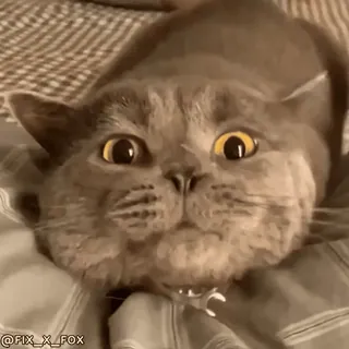 🥰 02602fe9 @FIX_X_FOX kot, zwierzę, słodki, zwierzak, kociak, oczy telegram sticker