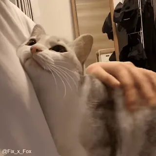 🥰 0fc3b60b @Fix_x_Fox kot, zwierzak, zwierzę domowe, słodki, dłoń telegram sticker