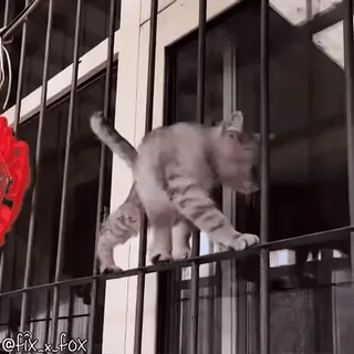 😎 18ba6a1a @fix_x_fox kot, wspinaczka, barierki, zwierzę domowe, zwierzę, wewnątrz telegram sticker