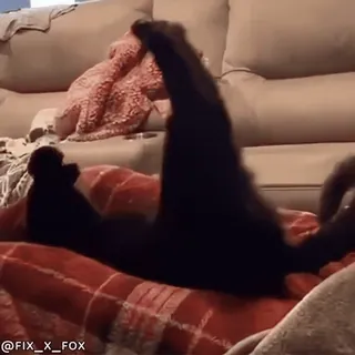 😀 20c9f74c @FIX_X_FOX kot, czarny kot, leżący, koc, kanapa telegram sticker