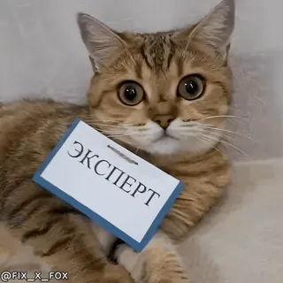 🧐 2173e656 ЭКСПЕРТ kot, ekspert, odznaka, zwierzę, słodki, zwierzę domowe telegram sticker