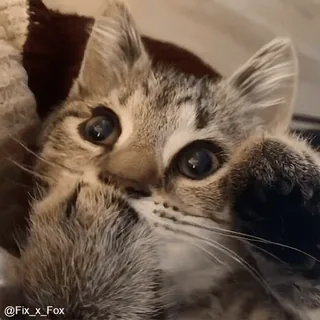 😋 236ed16a @Fix_x_Fox kot, kociak, zwierzę, zwierzę domowe, słodki, pręgowany telegram sticker