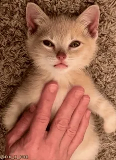 🤗 24b8d3af FIX_X_FOX kociak, kot, zwierzę, zwierzę domowe, słodki, mały, domowy telegram sticker