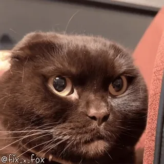 👀 348a8259 @fix_x_fox kot, słodki, zwierzę, zwierzak, brązowy, scottish fold telegram sticker